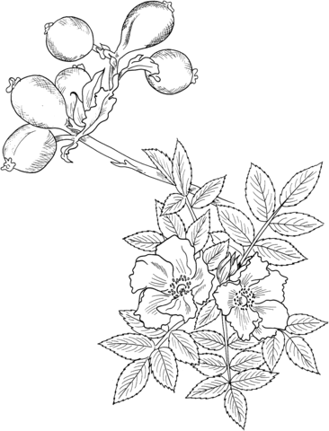 Wild Rose Coloring Page